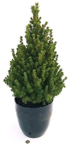 POWERS TO FLOWERS - PICEA GLAUCA CONICA IN VASO CERAMICA NERO A RIGHE, ALBERO DI NATALE, altezza 75cm, pianta vera