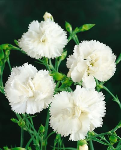 Dianthus plumarius 'Haytor' 9x9 cm Topf – Winterhart, Mehrjährig, Pflegeleicht – Federnelke – Beetstaude für Steingarten & Beet