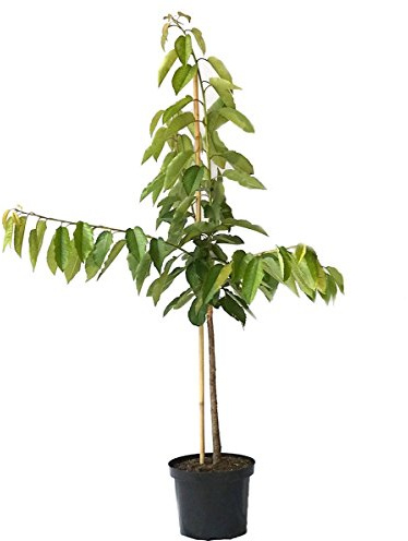 Kirschbaum Große Schwarze Knorpelkirsche gut pflückbar Buschbaum 110-140 cm 10 Liter Topf auf F12/I