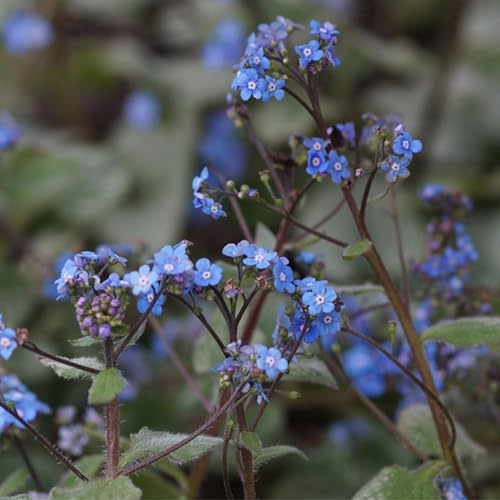Blumixx Stauden Brunnera macrophylla 'Jack Frost'® – Kaukasus-Vergissmeinnicht, blau blühend, winterharte Staude, robust, für den Frühlings-Garten