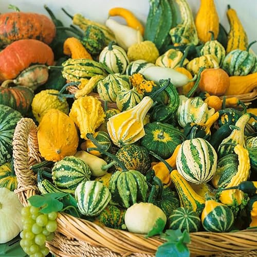 TomorrowSeeds - Small Mix Ornamental Gourd Seeds - 270+ Count - for 2026 Planting USA Garden Fall Autumn Wing Pumpkin Winter Squash Colorful Live Decorative Non-GMO Grow Your Own Home Farm Patio