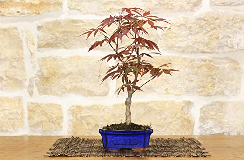 Pollice Verde - Bonsai Acero Rosso Giapponese (Atropurpureum) – L'unica Varietà a Foglia Rosso/Bordeaux Intenso per Tutta la Stagione – In Vaso Rettangolare Blu 15 cm.