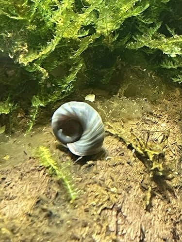 Generisch 3 STK. Blaue Posthornschnecke