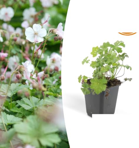 Geranium kant. 'Biokovo' | 24 stycken - 10-25cm - Ø9cm - Trädgårdsväxt