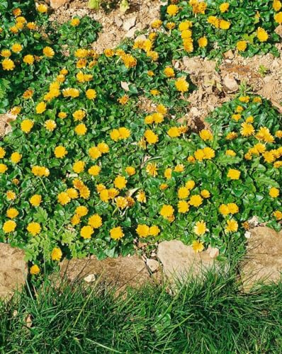 Ranunculus ficaria 'Flore Pleno' 9x9 cm Topf – Winterhart, Mehrjährig, Pflegeleicht – Gefülltes Scharbockskraut – Bodendecker für Schatten & Gehölzrand