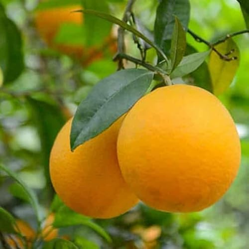 Vivaio Garden Forest Pianta Agrumi Arancio Valencia, Vaso 24cm | Arance bionde succose, Senza semi, Maturazione fine aprile, Raccolta fino a giugno
