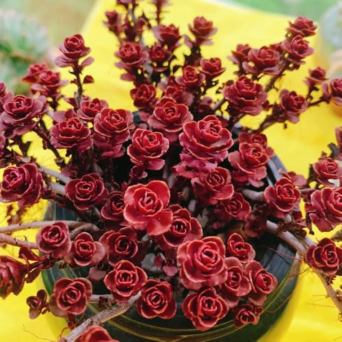 semillas de sedum, balcón exóticas de interior 200pcs