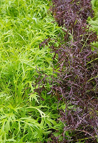 Seeds4planting - Seeds Mizuna Mix Lettuce Salad (Japanese Cabbage) Water Microgreen Heirloom Vegetable Non GMO