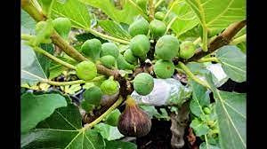 Aamish 20 pezzi di semi di albero di fico di Madeira neri
