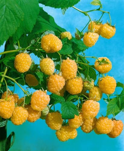 Rubus idaeus 'Golden Everest' 30–40 cm – Winterhart, Mehrjährig, Pflegeleicht – Gelbe Himbeere – Obststrauch für Garten & Kübel