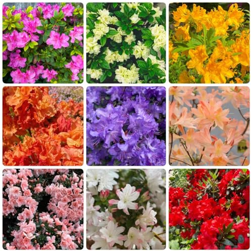 Semillas de rododendro, de semillas de para invitados semillas de azalea, Decoración de jardín para exteriores variedades antiguas 120pcs