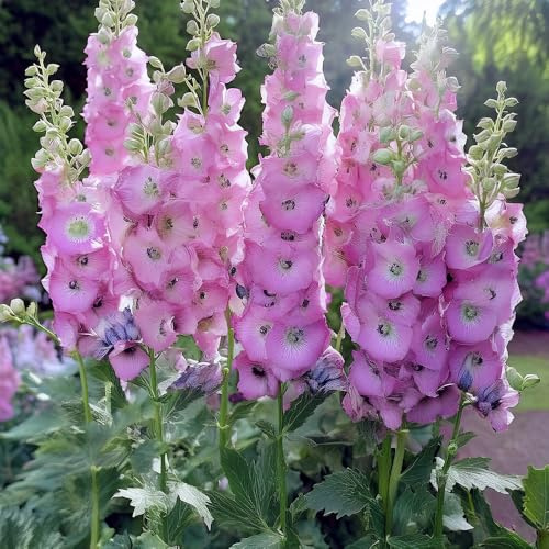 Bedwen Delphinium 'Pacific Guinevere' 5cm Plant x2 – Perennial Larkspur with Tall Lavender-Pink Flower Spikes for Cottage Gardens & Elegant Borders