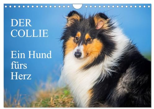 Der Collie - ein Hund fürs Herz (Wandkalender 2026 DIN A4 quer), CALVENDO Monatskalender: 13 wundervolle Fotos der Fotografin Sigrid Starick von ... begleiten und durch das Jahr (CALVENDO Tiere)