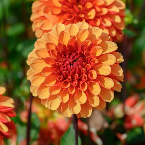 Dahlie American Sunset | 1 Stück | Knolle | Orange | 100% Blütegarantie | QFB Gardening