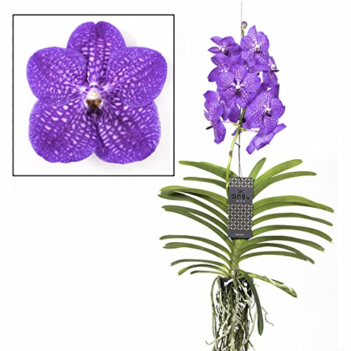 Plant in a Box - Vanda 'Neues Blau' - Tropische Orchidee - Schöne Farbmischung - Blühende Orchidee - Höhe 55-65cm