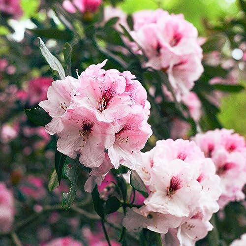 Rosebay Rhododendron Maximum Flowering Shrub Seeds - 50 Rare Seeds