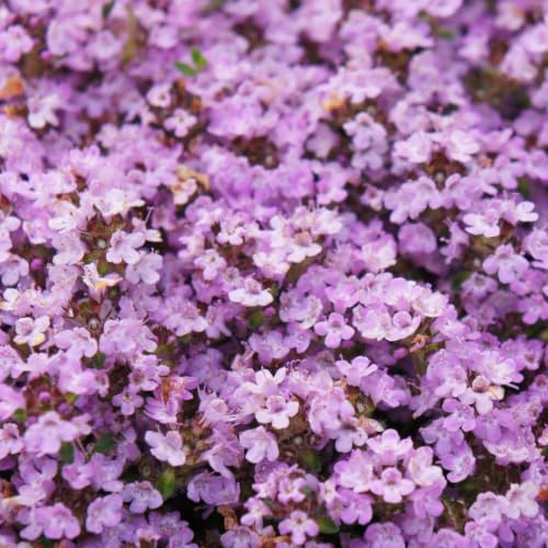 Thymian Thymus praecox Purple Beauty Bodendecker 12 Pflanzen Ø9 cm 10-25 cm | violette Blüten, trockenheitsresistent für Steingarten und Beet, winterhart, bienenfreundlich