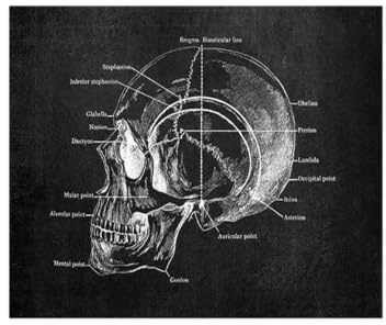 1 St Anatomikonst Vit Och Svart Medicinsk Dukmålning Blommaorgel Cardio Lung Affischutskrift Utbildning Sjukhus Heminredning