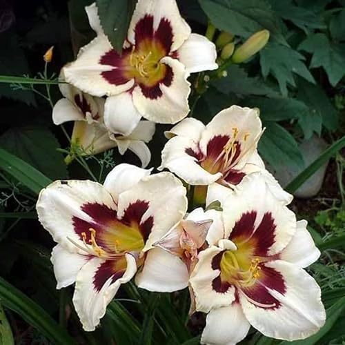 6 x Lis d'un jour, Hémérocalle 'Moonlite Masquerade' - Hemerocallis - Godet 9x9cm - Fleurs jaunes et rouges, floraison estivale, massifs