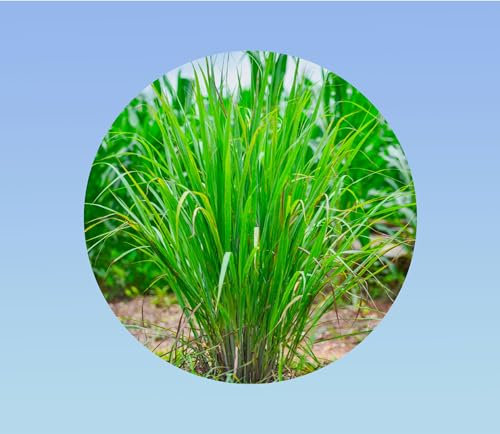 200 graines de citronnelle - lemongrass - Cymbopogon citratus