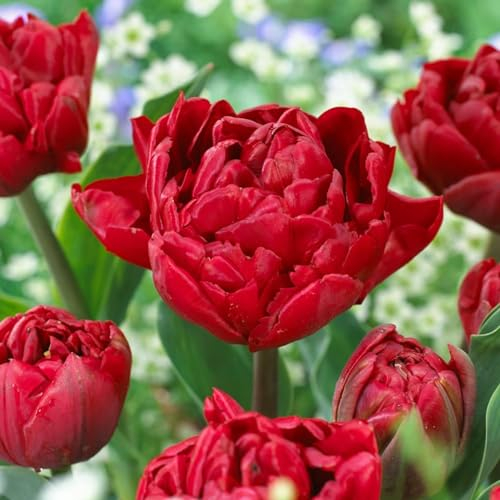 Tulipes Double Red Passion - 20 Bulbes de Fleurs à Planter Exterieur - Plantes Vivaces Exterieur - Rustique - Naturelle Plantes de Hollande (pas de graines, non artificielle)