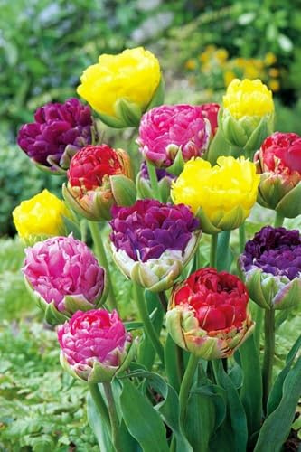 Bulbi di Tulipano | Eleganti,Vivaci,Romantici, Delicati, Nobili, Sereni, Freschi-4 bulbi-I
