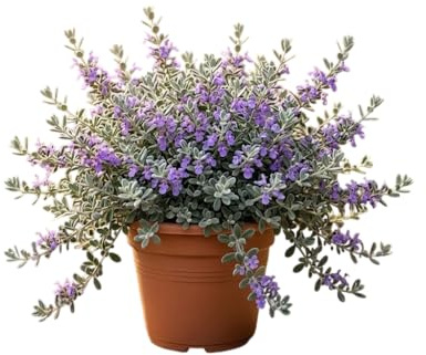 Teucrium Arbusto Natural para Jardines Soleados y Terrazas Decorativas | Planta Exterior de Bajo Mantenimiento DECOALIVE