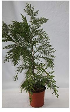 Cupres Leylandi 60 cm (maceta 15 cm ø)