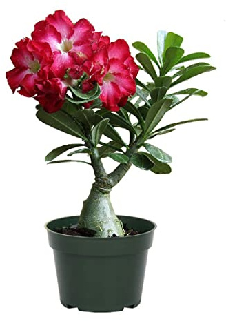 American Plant Exchange Desert Rose – Live 5-Inch Potted Flowering Succulent, Drought-Tolerant Bonsai-Style Plant for Indoor & Outdoor Gardens, Patios, and Home Décor