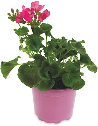 Geranio Natural Planta para Exteriores - Pelargonium - Flores Naturales