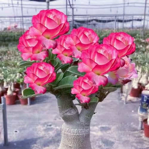Rosa del desierto: Pack de tubérculos resistentes y rizoma robusto - Ideal para jardines secos-1Tubérculos-F