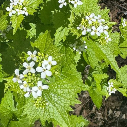 knoblauchsraukesamen exotische zierpflanze geringe wartung 100pcs