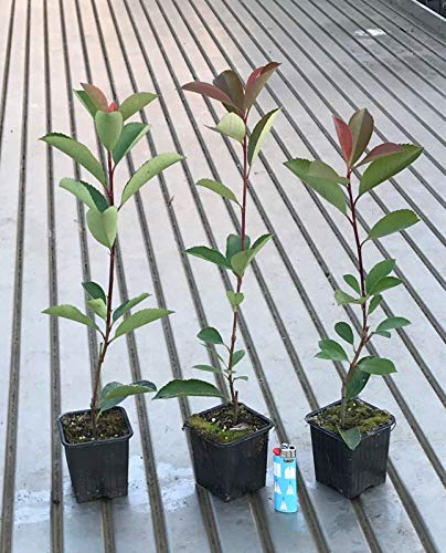 Photinia Photinia x fraseri Red Robin pianta da siepe in vaso ø9 cm Vivaio di Castelletto