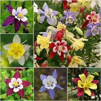 Rhododendron Flower Seeds 100pcs Mixed