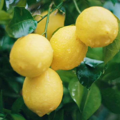 semillas de limonero excelente decoración rápido crecimiento 100pcs