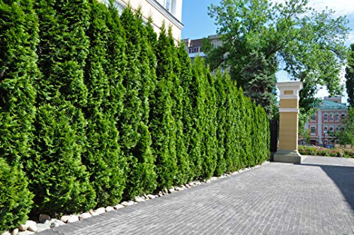 10st. Thuja Smaragd 50-60cm ohne Topf gemessen Heckenpflanzen Lebensbaum Immergrüne Heckenpflanze