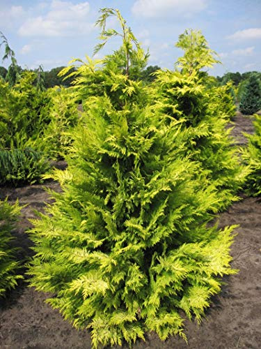 Gelbe Scheinzypresse Golden Wonder - Chamaecyparis lawsoniana - 40-50cm