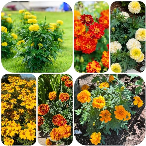 semi di calendula, rare Tagetes erecta, da esterno per luoghi soleggiati da esterno resistenti di farfalle estivi autunnali resistenti regali 400pcs