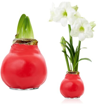 FLORIUM - Wachs Amaryllis Zwiebeln Rot Winter Whisper – Wachsamaryllis 28/30 Großformat | 1 Stück | gewachst/wax | ohne Gießen | Zimmerpflanzen aus Holland - Hippeastrum (kein glas, vase und Topf)