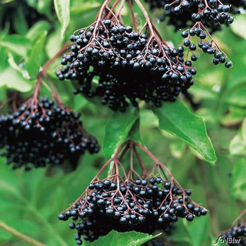 GARTEN SCHLÜTER® Schwarze Fliederbeere Holunder 'Haschberg' - 60-80 cm | Weiß blühend, selbstfruchtbar