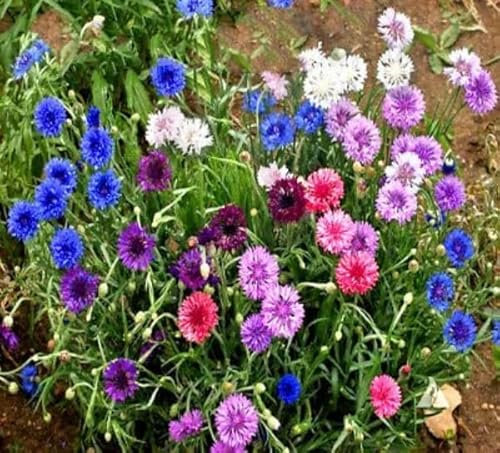Buy4seeds Dwarf Cornflower Double - Polka DOT Mix - 600 Seeds - Centaurea Cyanus