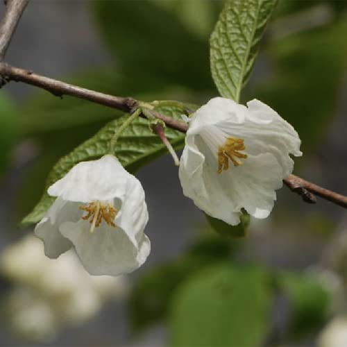 Semillas del árbol de campanilla de invierno - resistentes al Árbol lirio los valles jardín 30pcs