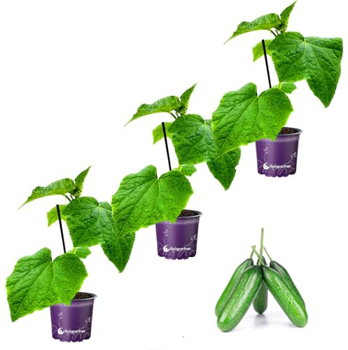 Veredelte Mini Snackgurke Mineros Cucumis sativus 3er-Set