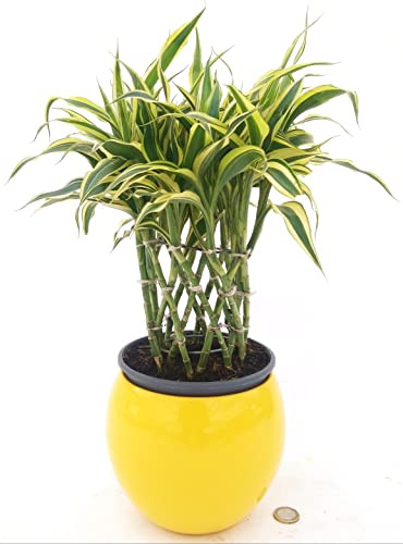 POWERS TO FLOWERS - LUCKY BAMBOO VARIEGATO, SPIRALE CILINDRICA IN VASO CERAMICA GIALLO SFERICO, Pianta Vera