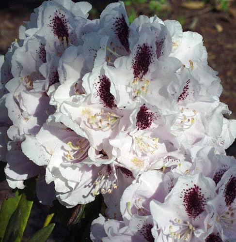 INKARHO - Großblumige Rhododendron Calsap 25-30cm - Alpenrose - lebende Gartenpflanze aus den Baumschulen
