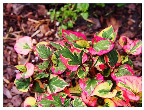 Stauden Gänge 3 x Houttuynia cordata 'Chameleon' Bunter Eidechsenschwanz | Bunter Bodendecker für Sonne bis Halbschatten, Blüte Juni bis August, mehrjährig, 9x9 cm Topf