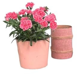 Planta Clavel Dianthus – Regalo Ideal para Amantes de la Jardinería