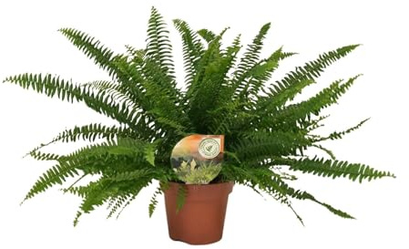 Nephrolepis Grüne Dame - 30-40cm - Ø17cm - Zimmerpflanze - Immergrün