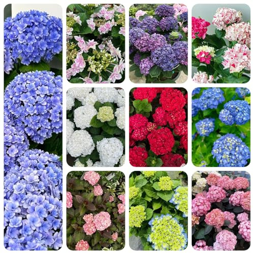 Hortensien - winterharte kübelpflanzen kletterpflanzen balkongarten gewächshaus balkon topfpflanzen deko büro gartendeko für draußen zimmerbonsai gartenpflanzen blumensamen mehrjährig 600samen