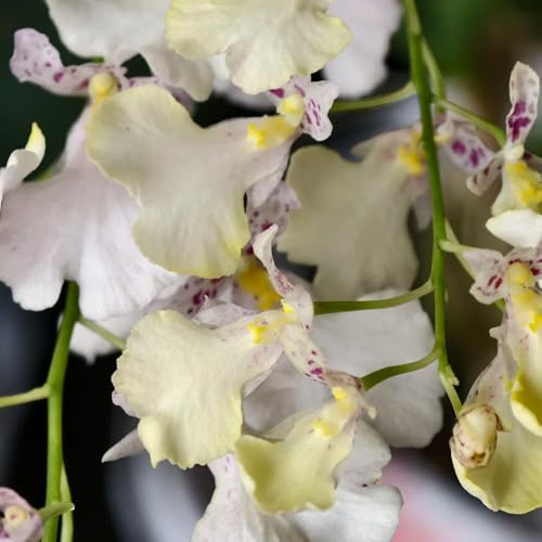 orchidea oncidium - balcone in vaso giardino di interno decorativo giardino, balcone d'appartamento 450semi